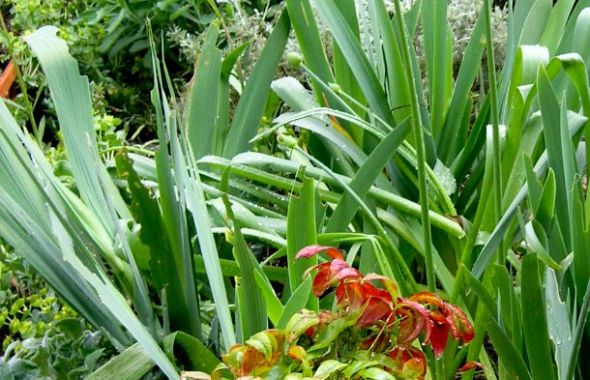 Secluded Garden Oasis in Hackney 9