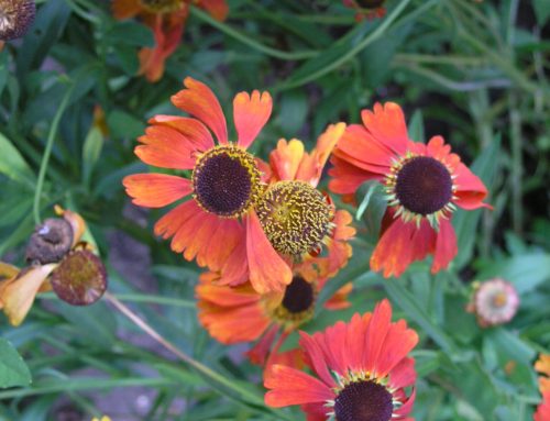 A Family Garden in Belsize Park